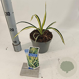 Yucca filamentosa 'Color Guard' 20-30 cm 2,0L