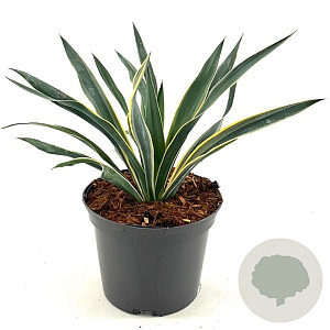 Yucca gloriosa 'Variegata' 25-30 cm 2,0L