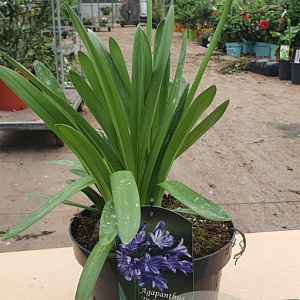 Agapanthus 'Dr Brouwer' GM C3