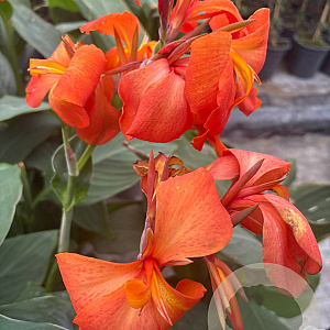 Canna indica GM P17