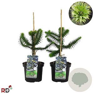 Araucaria araucana 25-30 cm 3,0L najaarspotting