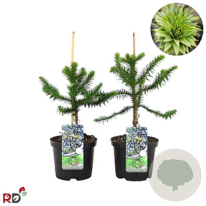 Araucaria araucana 30-40 cm 4,0L najaarspotting