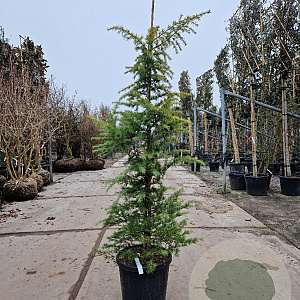 Cedrus deod. 'Aurea' 125-150 cm container meerstammig
