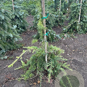 Cedrus l. 'Sargentii' 50-60 cm met kluit