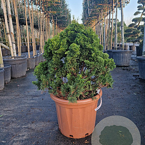 Chamaecyparis o. 'Nana Gracilis' 60-70 cm 30L