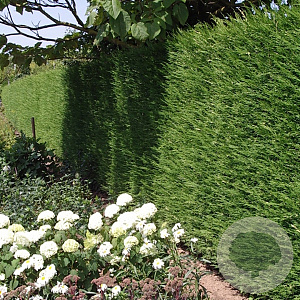 Cupressocyparis leylandii 175-200 cm 7,5L Gestokt