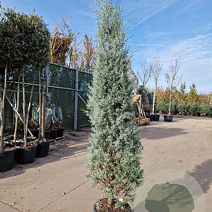 Cupressus ariz. 'Fastigiata' 200-250 cm 30L