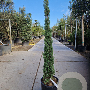 Cupressus semp. 'Pyramidalis' 125-150 cm container meerstammig