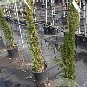 Cupressus semp. 'Pyramidalis' 125-150 cm container meerstammig