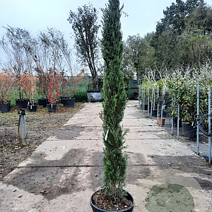 Cupressus semp. 'Pyramidalis' 150-175 cm container meerstammig