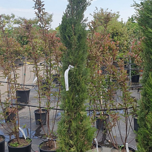 Cupressus semp. 'Pyramidalis' 150-175 cm container meerstammig