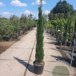 Cupressus semp. 'Pyramidalis' 175-200 cm container meerstammig