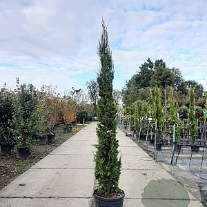 Cupressus semp. 'Pyramidalis' 175-200 cm container meerstammig