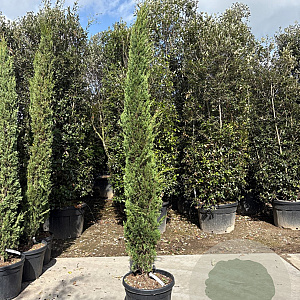 Cupressus semp. 'Pyramidalis' 250-300 cm container meerstammig
