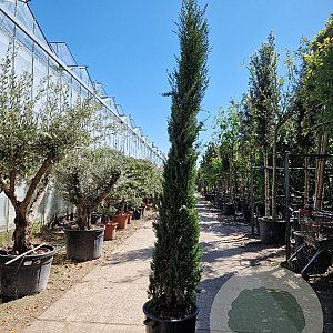 Cupressus semp. 'Pyramidalis' 250-300 cm container meerstammig