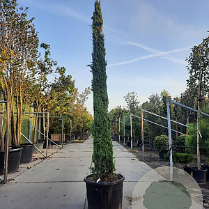 Cupressus semp. 'Pyramidalis' 300-350 cm container meerstammig