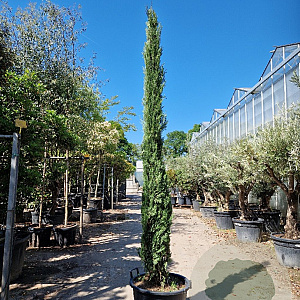 Cupressus semp. 'Pyramidalis' 300-350 cm container meerstammig