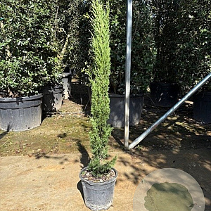 Cupressus semp. 'Totem' 100-125 cm container