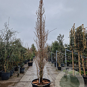 Ginkgo bil. 'Fastigiata' 350-400 cm container geveerd