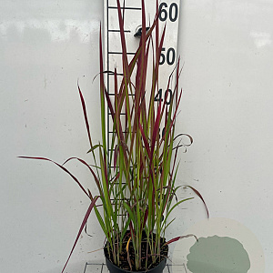 Imperata cylindrica 'Red Baron' GM 2,0L
