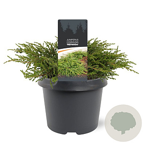 Juniperus communis 'Repanda' 25-30 cm 3,5L