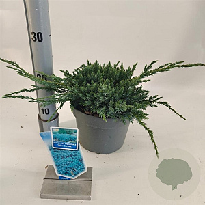 Juniperus squamata 'Blue Carpet' 20-25 cm 3,0L