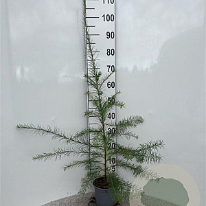 Larix decidua 80-100 cm 2,0L