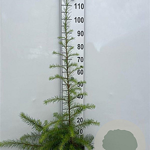 Larix kaempferi 80-100 cm 2,0L