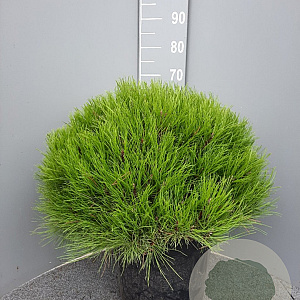 Pinus 'Marie Bregeon' 50 cm container bol