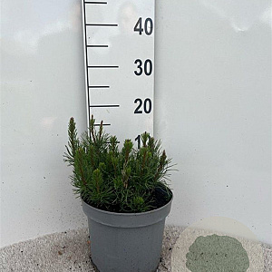 Pinus mugo pumilio 10-12 cm 5,0L