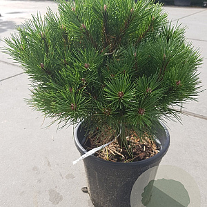 Pinus nigra Brepo 30-40 cm 10L bol
