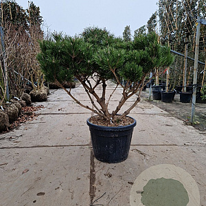 Pinus nigra Brepo 100-125 cm container piramide