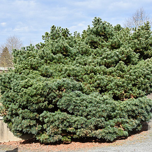 Pinus strobus 'Blue Shag' 40-50 cm met kluit