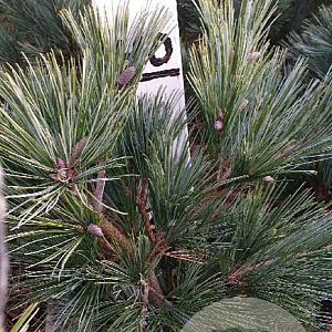 Pinus strobus 'Radiata' 40-50 cm met kluit