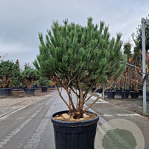 Pinus sylv. 'Watereri' 80-100 cm 45L