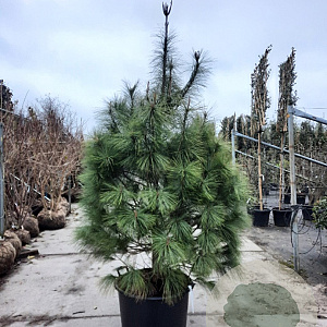 Pinus wallichiana 175-200 cm cont. 95L