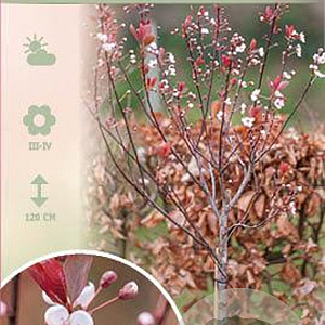 Prunus cistena 60 cm stam 5,0L