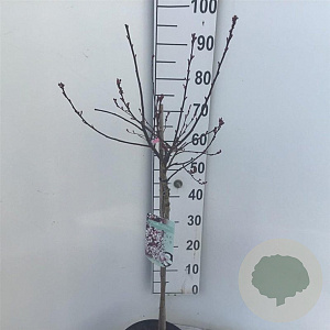 Prunus cistena 60 cm stam 5,0L