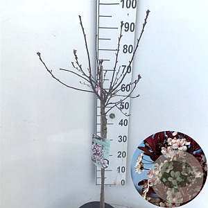 Prunus cistena 60 cm stam 5,0L