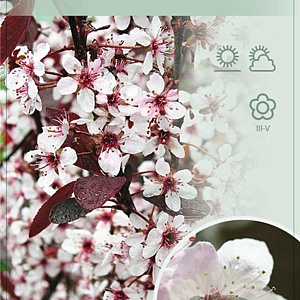 Prunus cistena 80 cm stam 7,5L