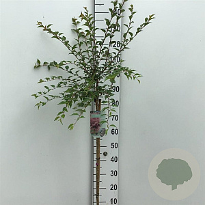 Prunus 'Hally Jolivette' 90 cm stam 7,5L