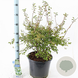 Prunus incisa 'Kojou-no-mai' 40-50 cm 10L