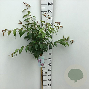 Prunus 'Kiku-shidare-zakura' 90 cm stam 7,5L