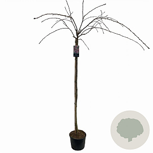 Prunus 'Kiku-shidare-zakura' 150 cm stam 10L