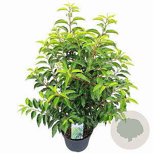 Prunus l. 'Angustifolia' 60-80 cm 7,5L