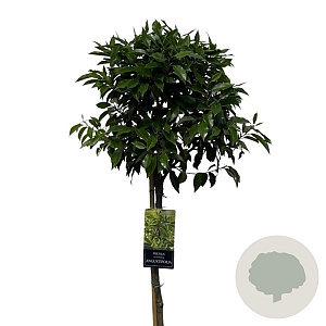 Prunus l. 'Angustifolia' 120 cm stam 12L