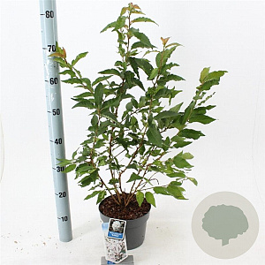 Prunus nipponica 'Brillant' 30-40 cm 3,0L