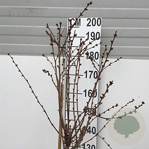 Prunus nipponica 'Brillant' 150 cm stam 15L