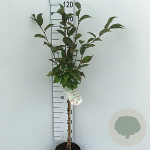 Prunus nipponica 'Ruby' 60 cm stam 5,0L