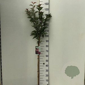 Prunus nipponica 'Ruby' 90 cm stam 7,5L